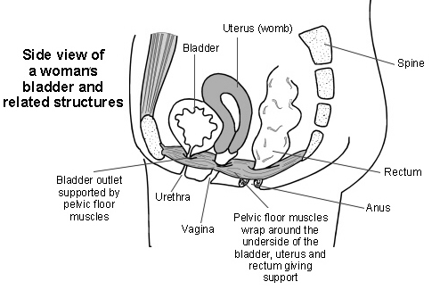 Side view of a womans bladder and related structures