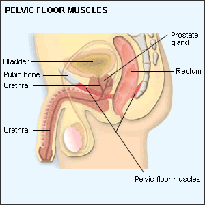 Pelvic Floor Muscles