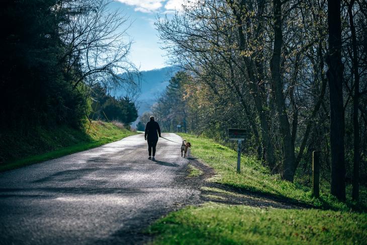 pexels photo 382420 walking dog